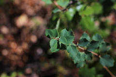 Berberis actinacantha
