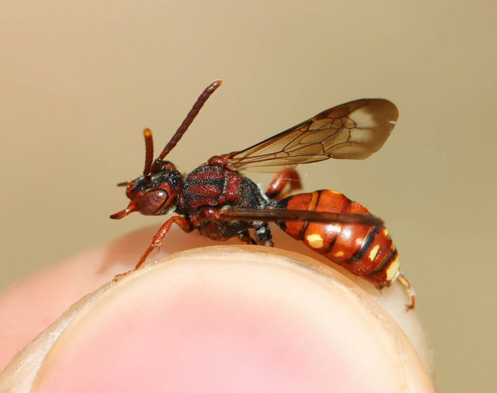 Blunt-jawed Nomad Bee