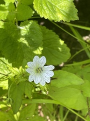 Geranium versicolor