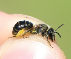 Andrena fulvida