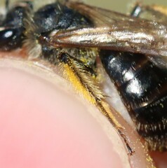 Andrena fulvida