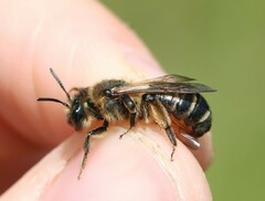 Andrena bimaculata