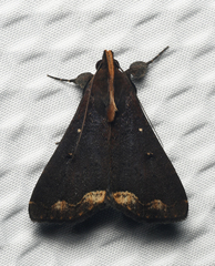 Rejectaria cocytalis