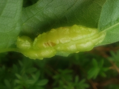 Dasineura parthenocissi