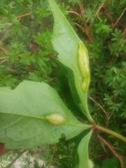 Dasineura parthenocissi