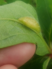 Dasineura parthenocissi