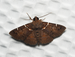 Antiblemma lacteigera