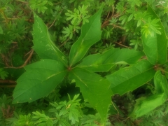 Dasineura parthenocissi