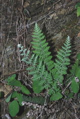 Notholaena schaffneri