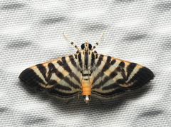 Spilomela discordens