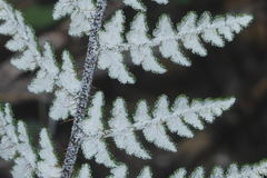 Notholaena schaffneri