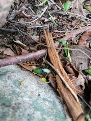 Megalostylus