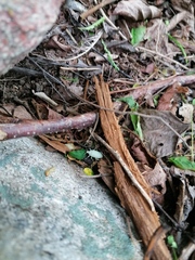 Megalostylus