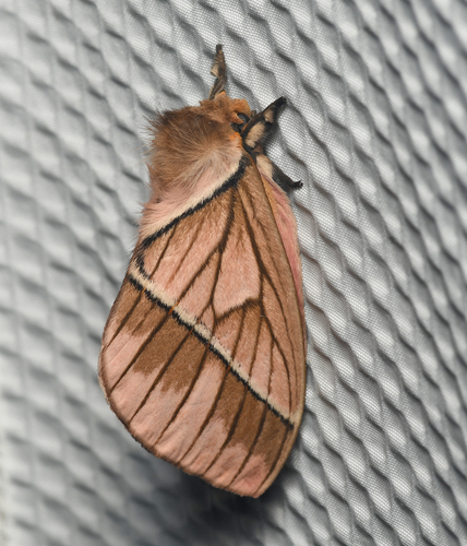 Pseudodirphia regia image