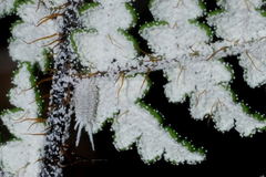 Notholaena schaffneri