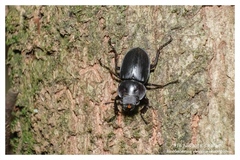 Neolucanus sinicus championi