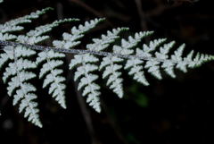 Notholaena schaffneri