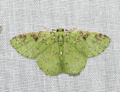 Image of Nemoria adjunctaria