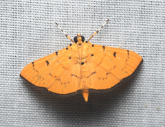 Lygropia cernalis