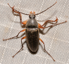 Androchirus erythropus