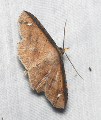 Erebostrota stenelea