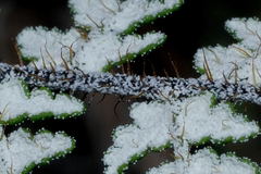 Notholaena schaffneri