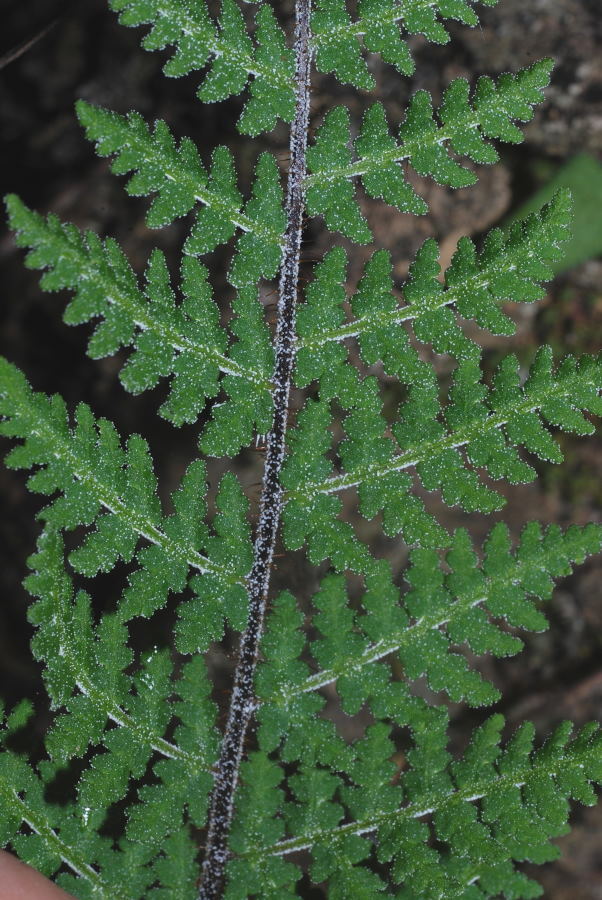 Notholaena schaffneri