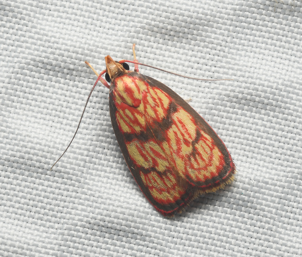 Depressariinae
