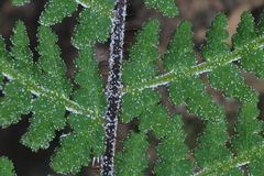 Notholaena schaffneri