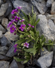 Primula nevadensis
