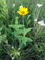 Heliopsis