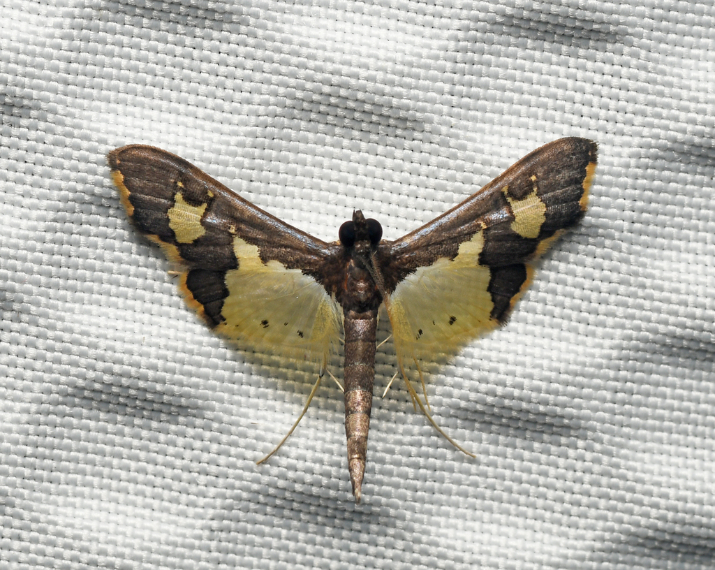 Gonocausta zephyralis