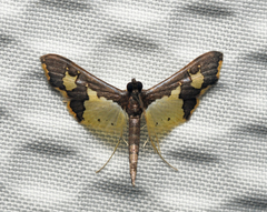 Gonocausta zephyralis
