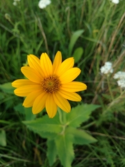 Heliopsis