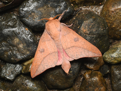 Adeloneivaia subangulata