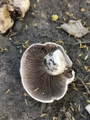 Agaricus