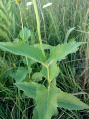 Heliopsis
