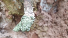 Psilolechia clavulifera