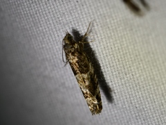 Pseudexentera maracana
