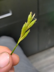 Carex muskingumensis