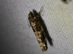 Pseudexentera maracana