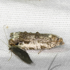 Proteoteras naracana