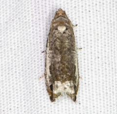Proteoteras naracana