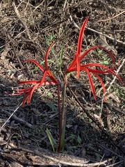 Sprekelia