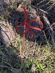 Sprekelia