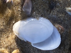 Rexithaerus secta
