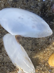 Rexithaerus secta