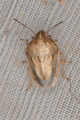 Neottiglossa bifida