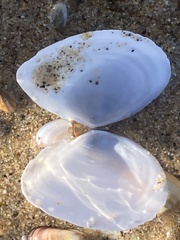 Rexithaerus secta