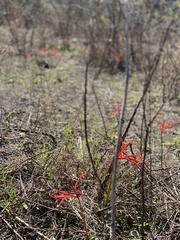 Sprekelia